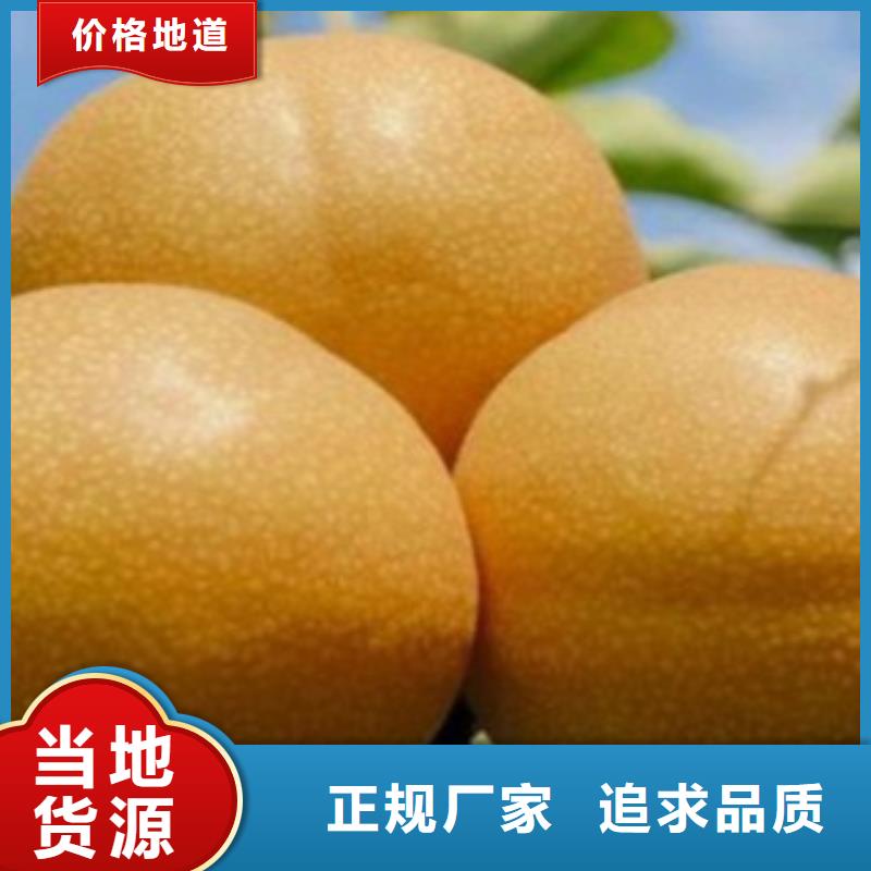 梨树苗_李子苗质量可靠