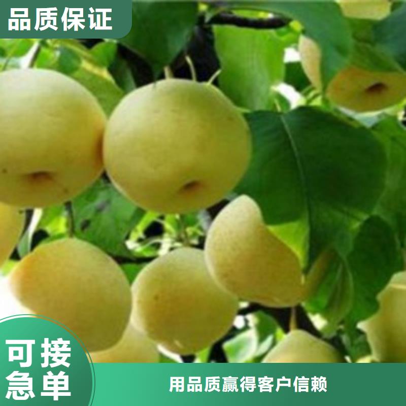梨树苗桃树苗自有生产工厂
