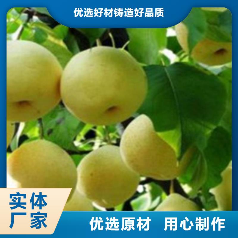 梨树苗桃树苗符合行业标准