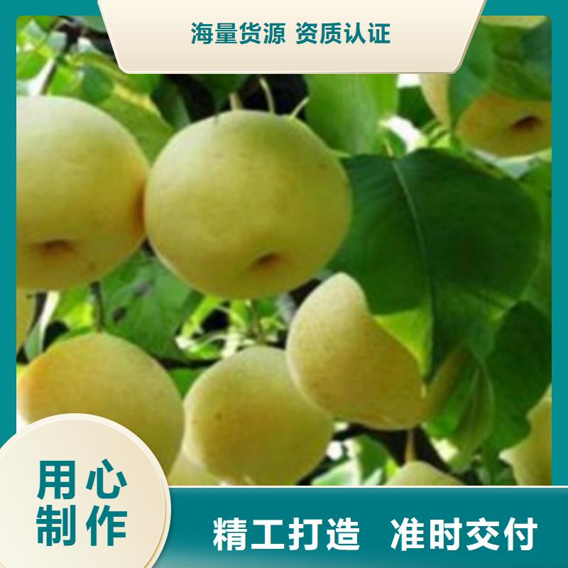 【梨树苗_桃树苗品牌大厂家】