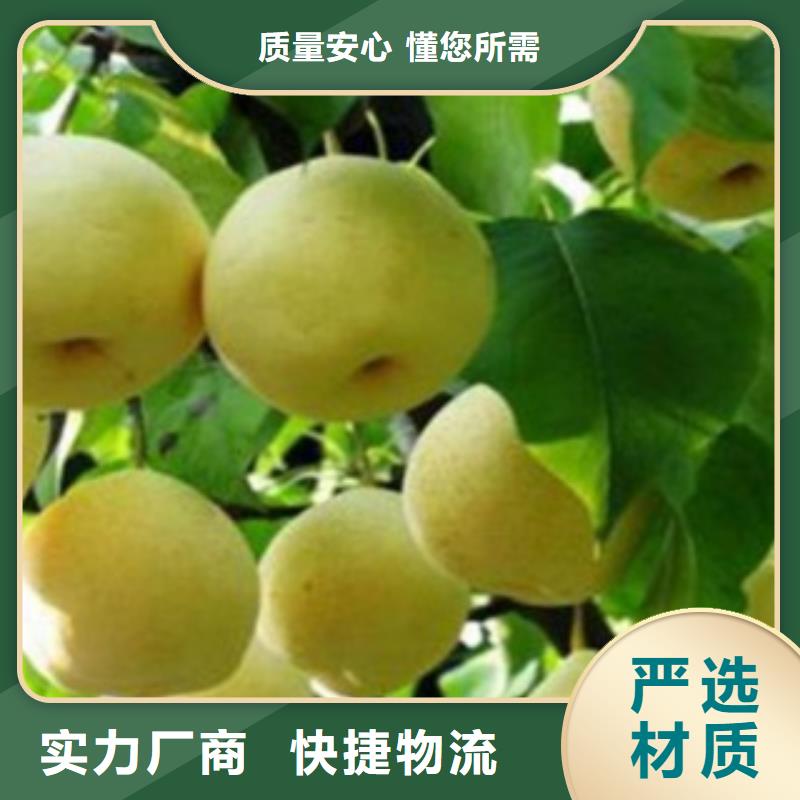 梨树苗_李子苗质量可靠