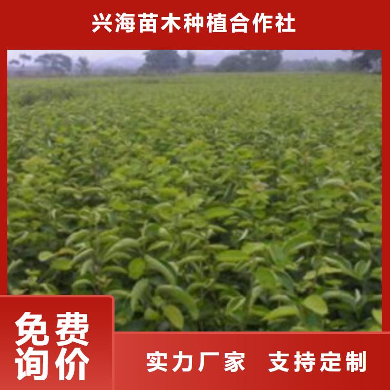 蓝莓苗-视频-蓝莓苗|德宏市|梁河|盈江|普洱|怒江|昆明|楚雄
