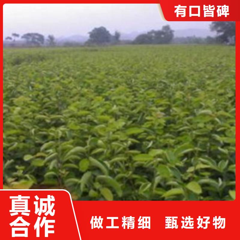 梨树苗_李子苗质量可靠