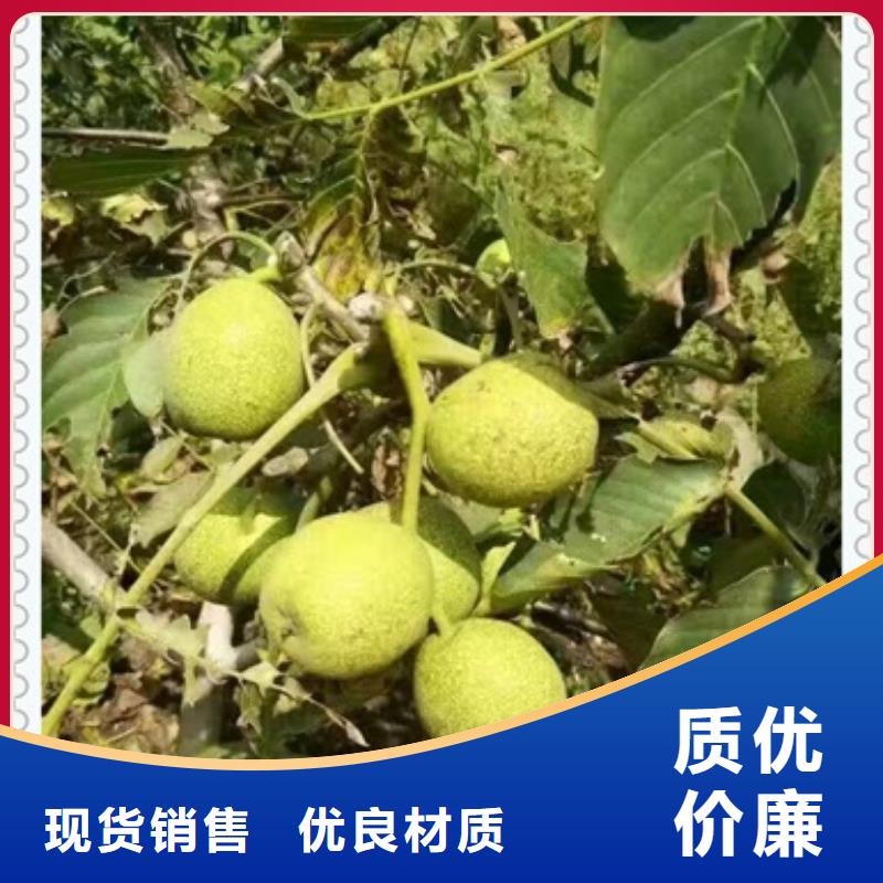 蓝莓苗-视频-江苏省徐州市|铜山|云龙|宿迁|无锡|扬州|南京|连云港蓝莓苗-兴海
