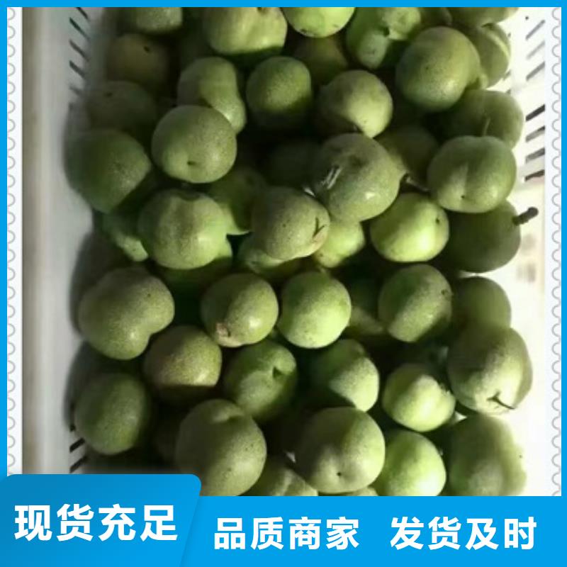 蓝莓苗-视频-江苏省徐州市|铜山|云龙|宿迁|无锡|扬州|南京|连云港蓝莓苗-兴海