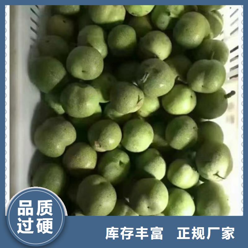 核桃苗花椒苗自主研发