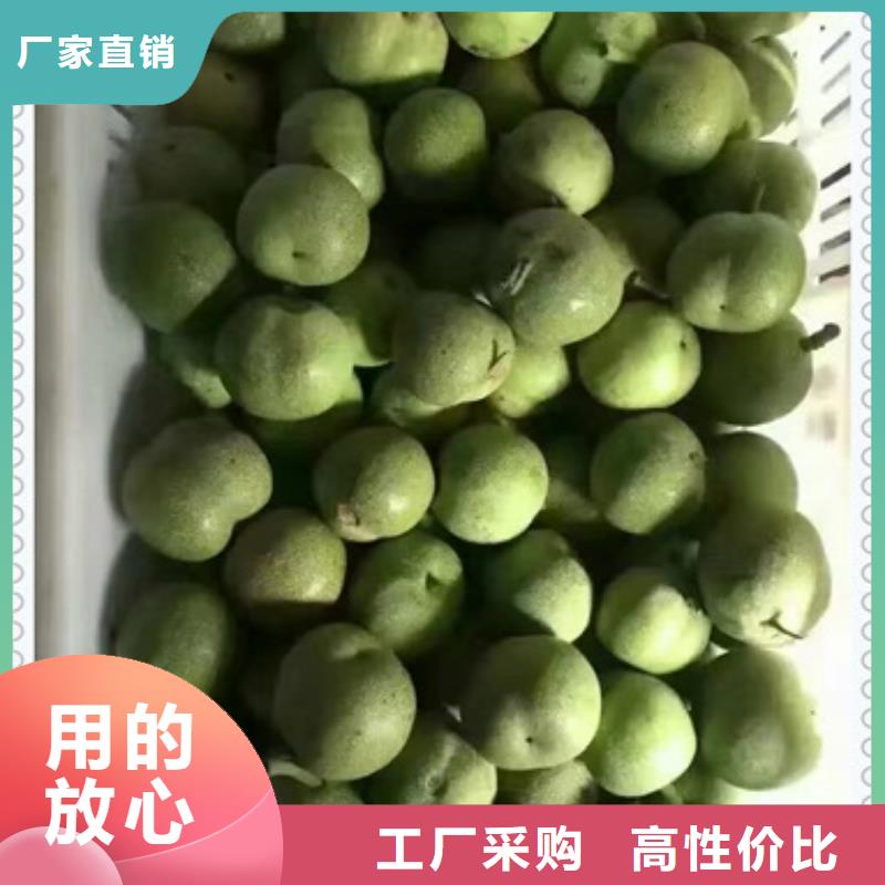 核桃苗_桃树苗大品牌值得信赖