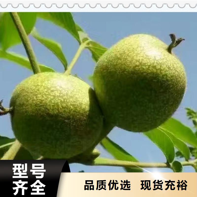 核桃苗苹果苗产地货源