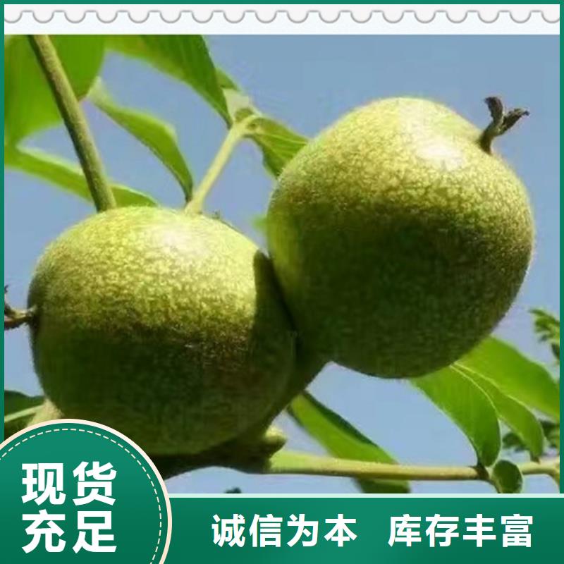 核桃苗花椒苗自主研发