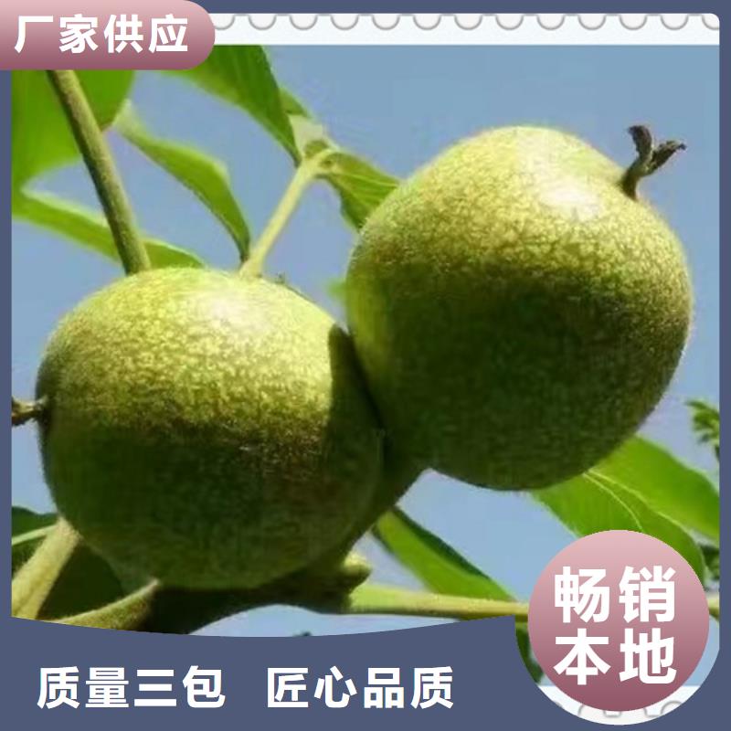 蓝莓苗-视频-江苏省徐州市|铜山|云龙|宿迁|无锡|扬州|南京|连云港蓝莓苗-兴海