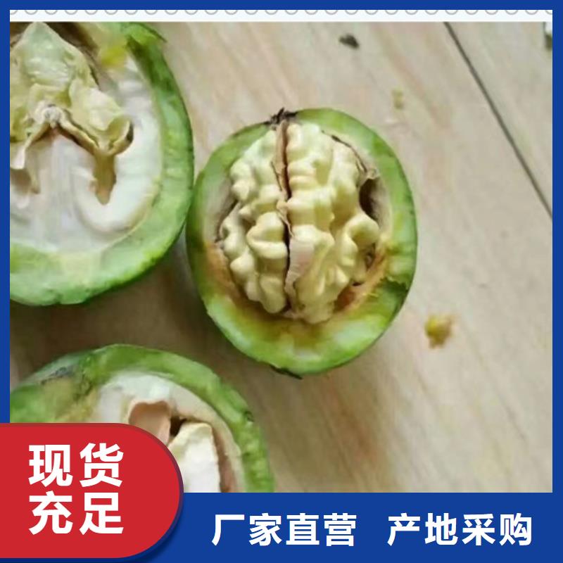 蓝莓苗-视频-江苏省徐州市|铜山|云龙|宿迁|无锡|扬州|南京|连云港蓝莓苗-兴海