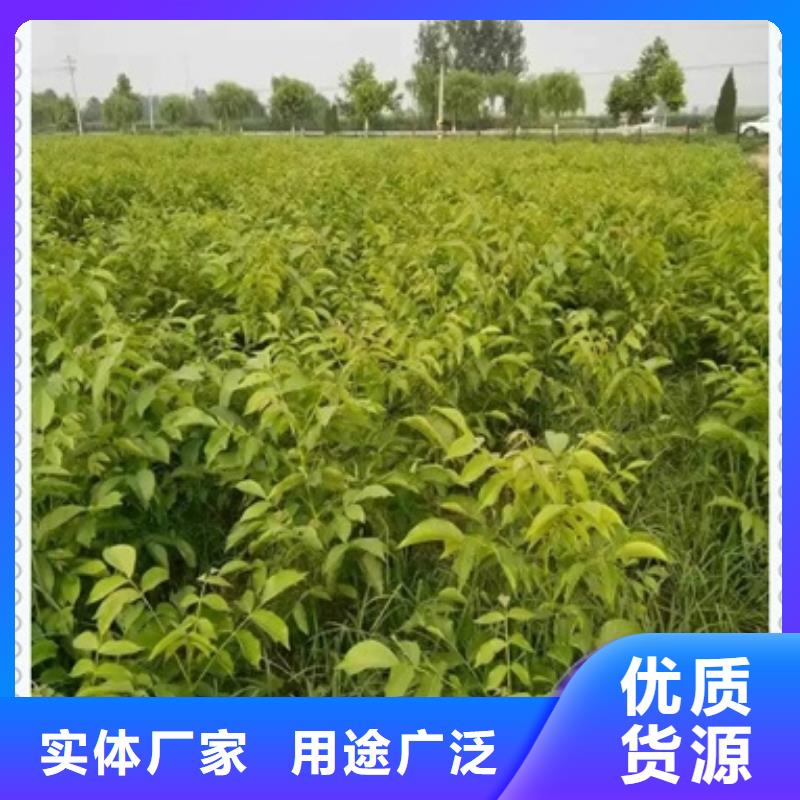蓝莓苗视频-新疆克拉玛依市兴海蓝莓苗可服务区域伊犁|乌鲁木齐等