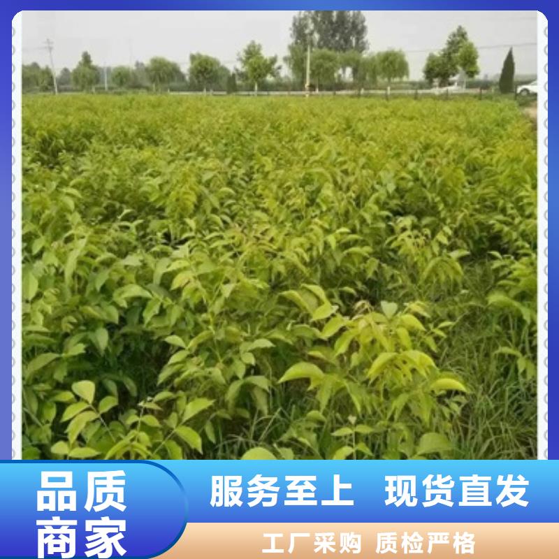 蓝莓苗-视频-江苏省徐州市|铜山|云龙|宿迁|无锡|扬州|南京|连云港蓝莓苗-兴海