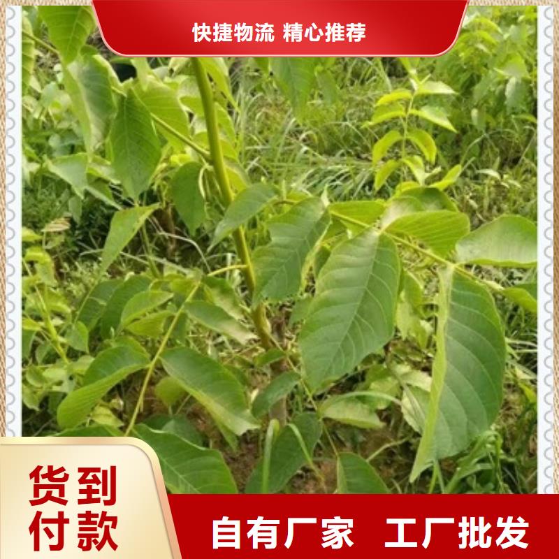 核桃苗苹果苗产地货源