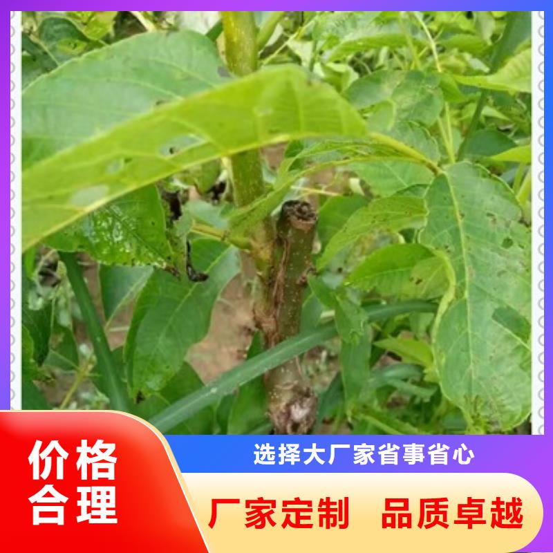 蓝莓苗-视频-江苏省徐州市|铜山|云龙|宿迁|无锡|扬州|南京|连云港蓝莓苗-兴海