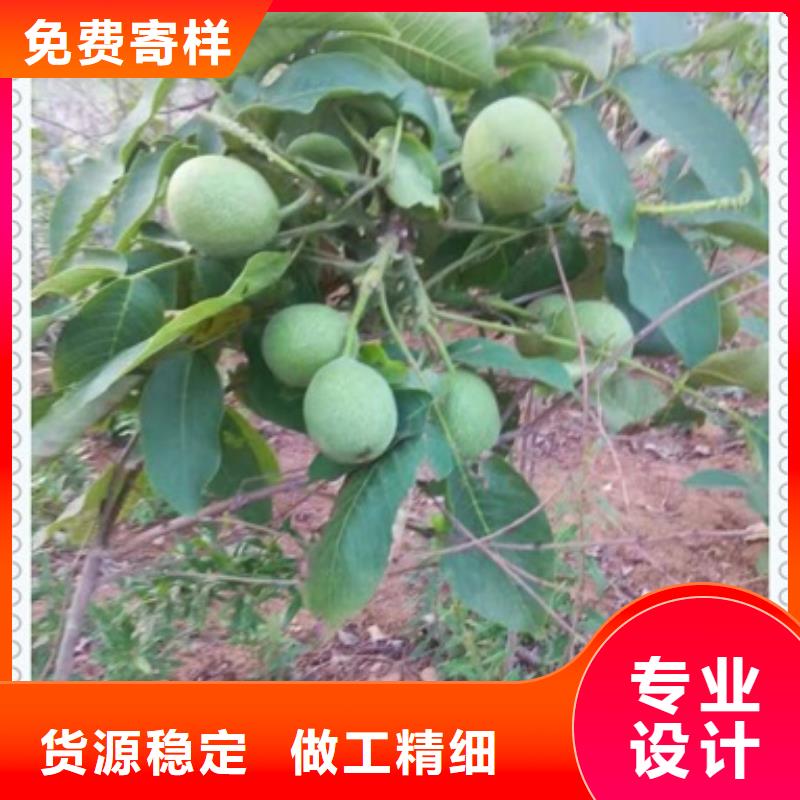 蓝莓苗视频-新疆克拉玛依市兴海蓝莓苗可服务区域伊犁|乌鲁木齐等