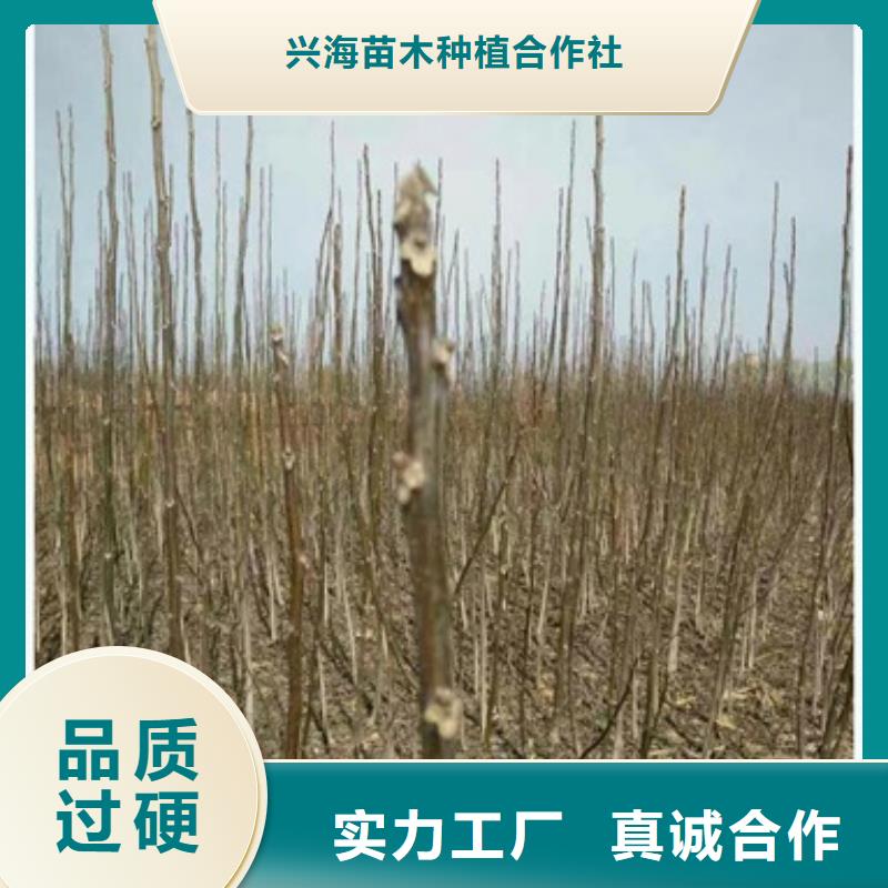 【核桃苗】蓝莓苗满足客户需求