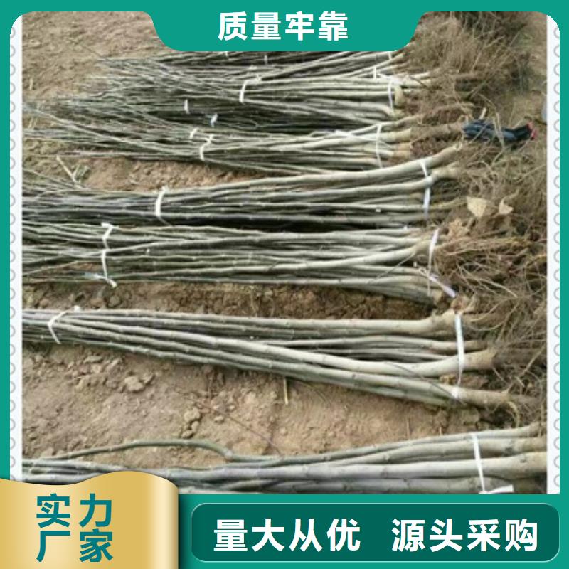 核桃苗梨树苗主推产品