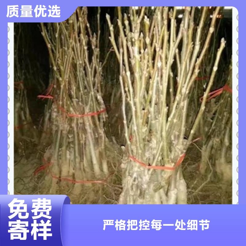 【核桃苗】蓝莓苗满足客户需求