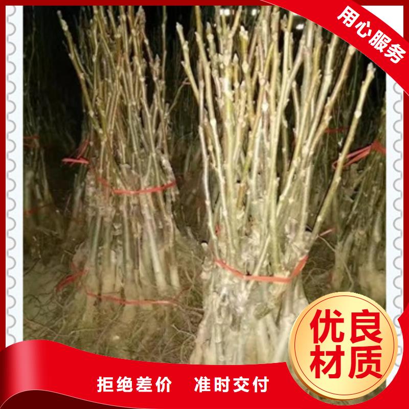 核桃苗花椒苗自主研发