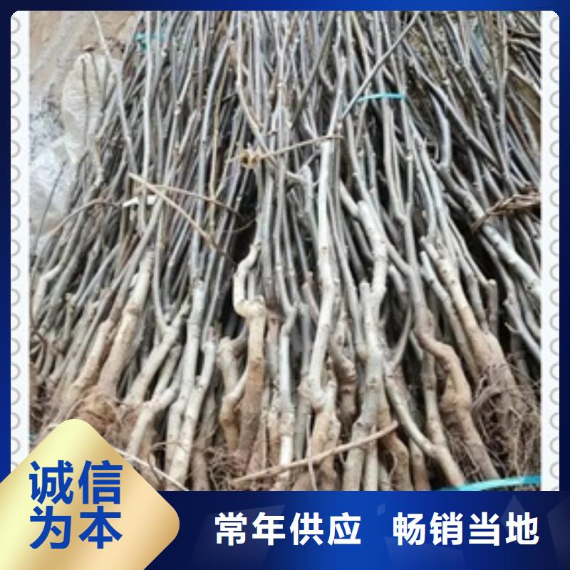 核桃苗_桃树苗大品牌值得信赖