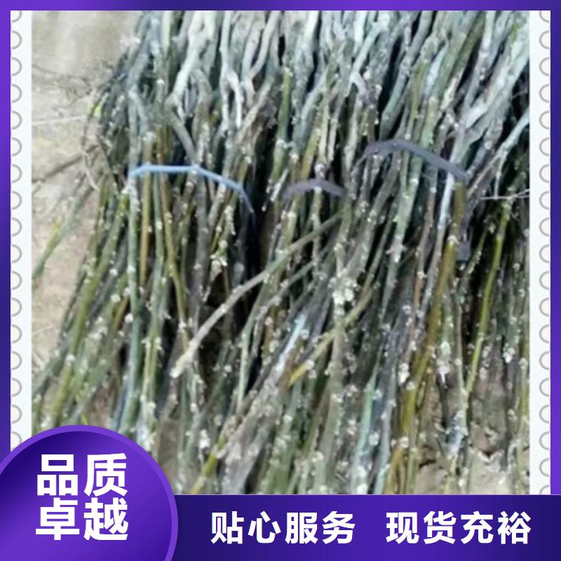 核桃苗-蓝莓苗严格把控质量