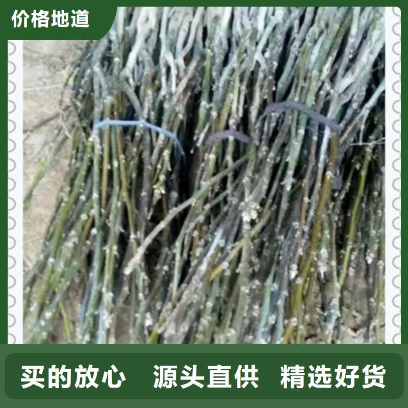 蓝莓苗-视频-江苏省徐州市|铜山|云龙|宿迁|无锡|扬州|南京|连云港蓝莓苗-兴海