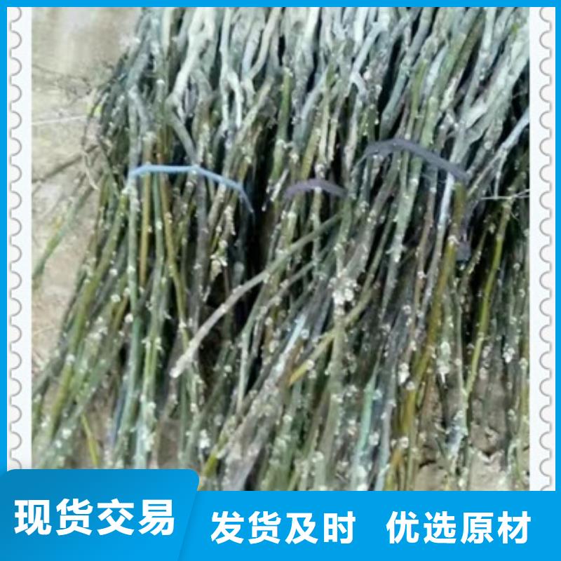 核桃苗_桃树苗大品牌值得信赖