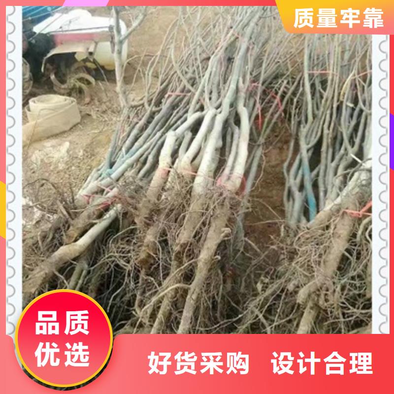核桃苗苹果苗产地货源