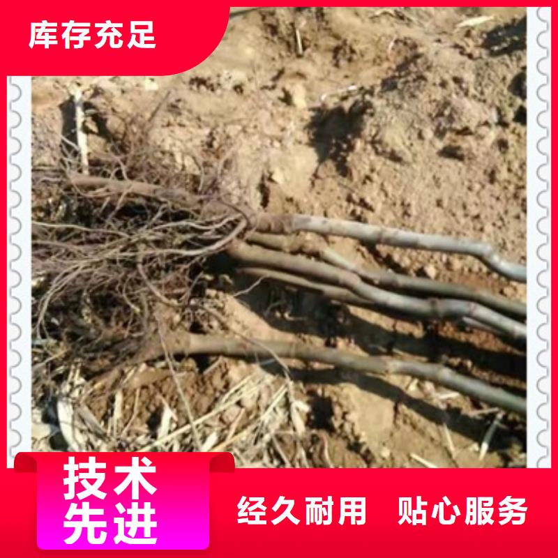 蓝莓苗-视频-江苏省徐州市|铜山|云龙|宿迁|无锡|扬州|南京|连云港蓝莓苗-兴海