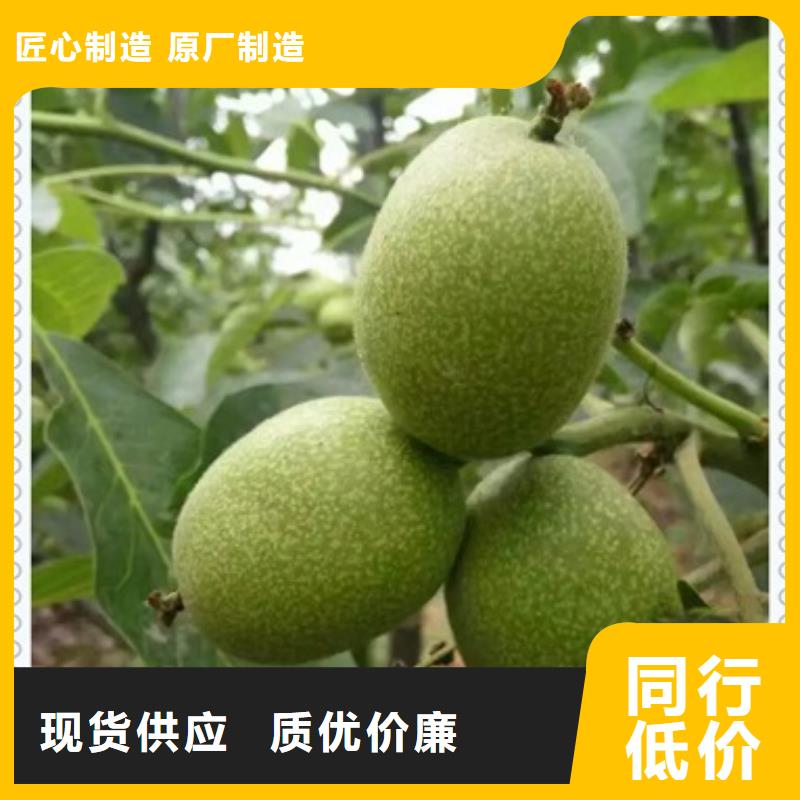 核桃苗梨树苗主推产品