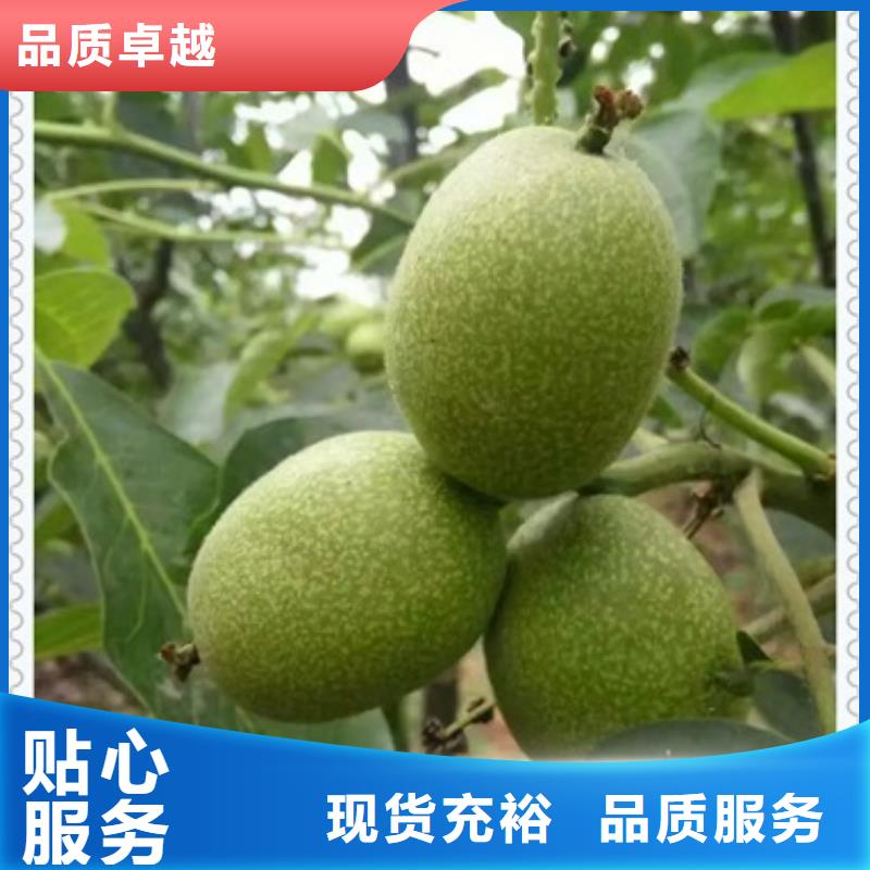核桃苗_桃树苗大品牌值得信赖