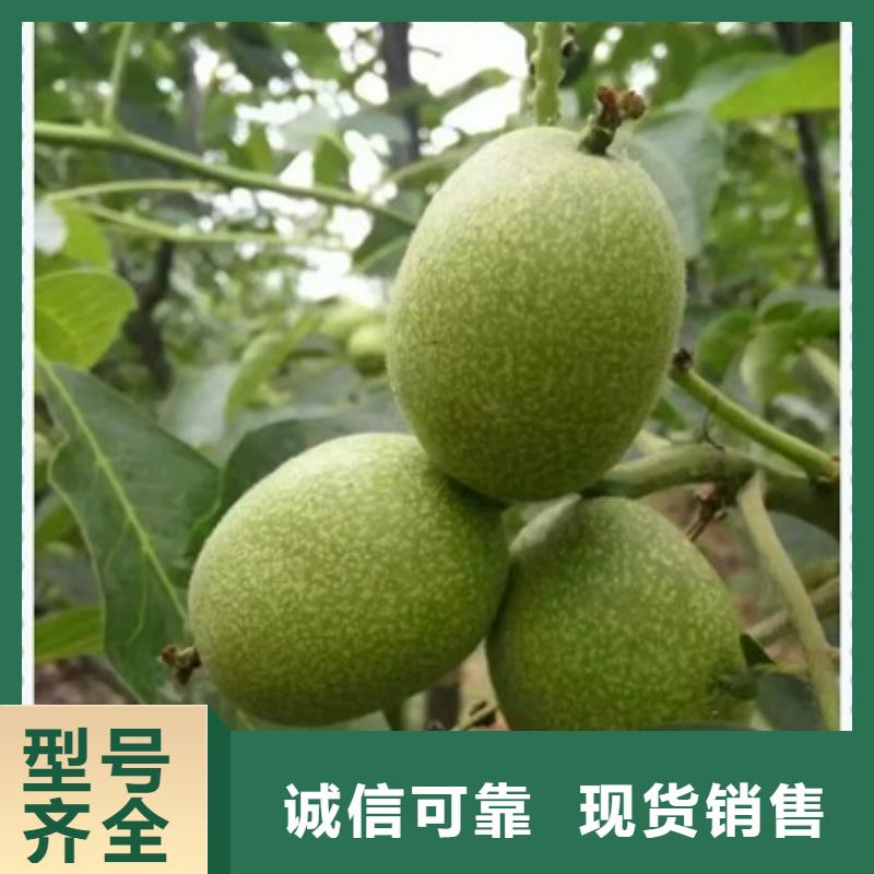 蓝莓苗-视频-江苏省徐州市|铜山|云龙|宿迁|无锡|扬州|南京|连云港蓝莓苗-兴海