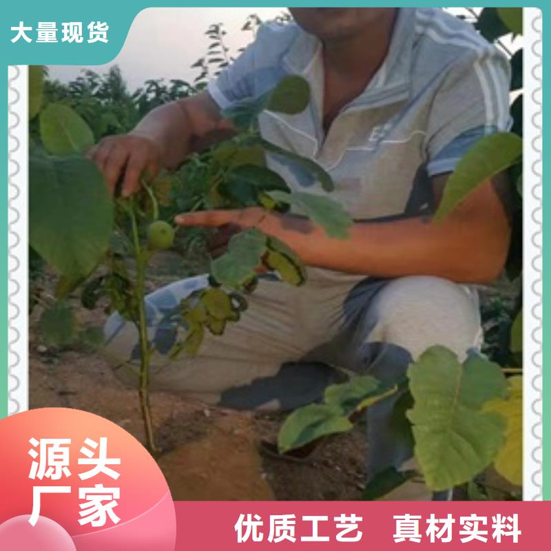 核桃苗-梨树苗实力商家