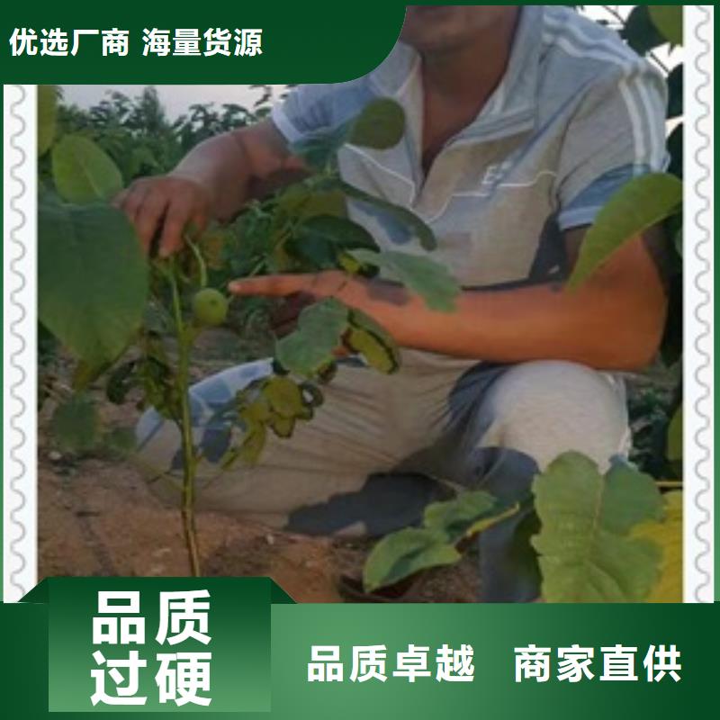 核桃苗梨树苗主推产品