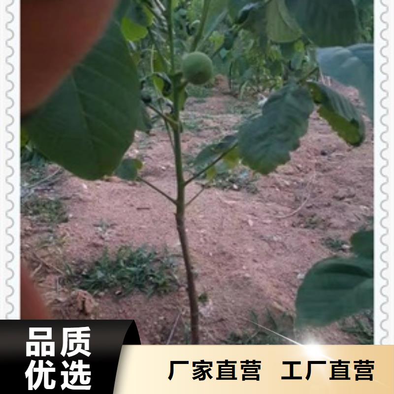 核桃苗_桃树苗大品牌值得信赖