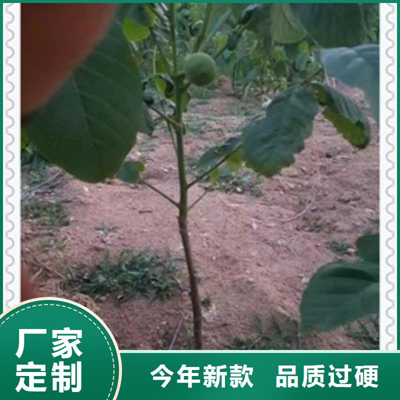 蓝莓苗视频-新疆克拉玛依市兴海蓝莓苗可服务区域伊犁|乌鲁木齐等