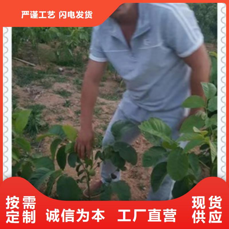 蓝莓苗视频-新疆克拉玛依市兴海蓝莓苗可服务区域伊犁|乌鲁木齐等