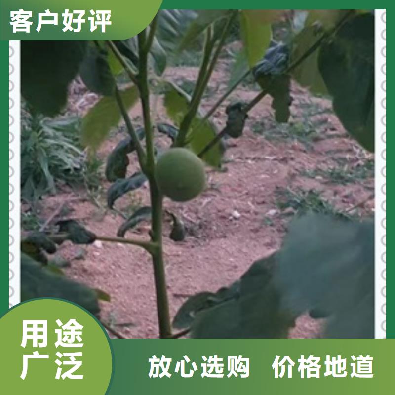 蓝莓苗-视频-江苏省徐州市|铜山|云龙|宿迁|无锡|扬州|南京|连云港蓝莓苗-兴海