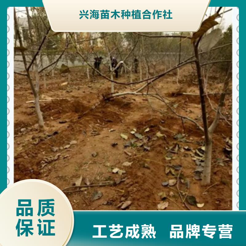 蓝莓苗视频-新疆克拉玛依市兴海蓝莓苗可服务区域伊犁|乌鲁木齐等