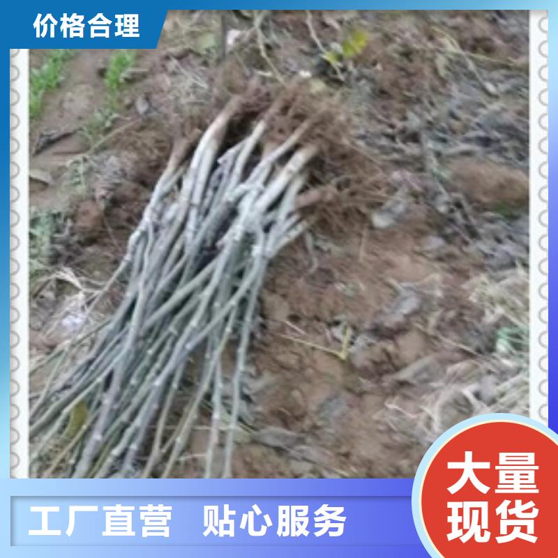核桃苗花椒苗自主研发