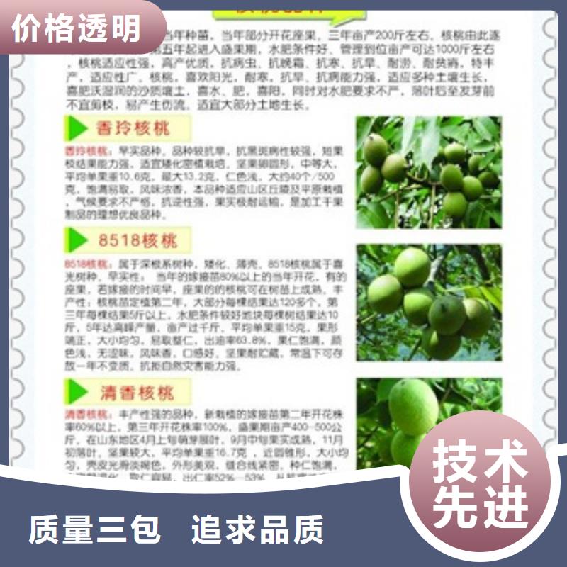 核桃苗苹果苗产地货源