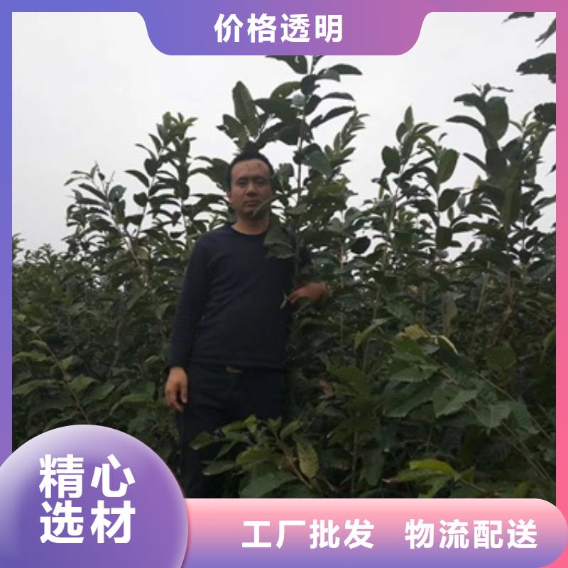 【板栗苗0中间商差价】