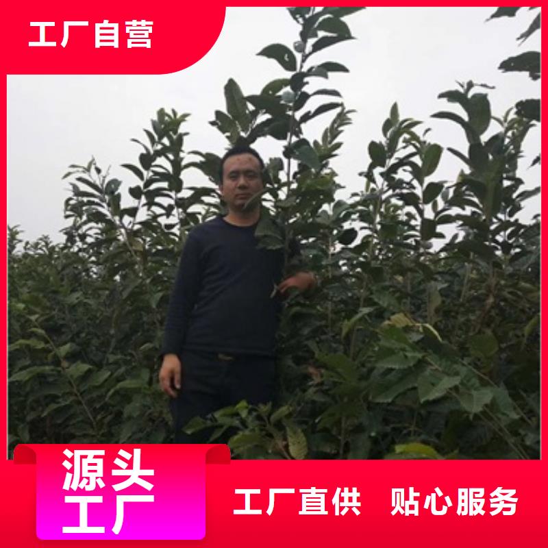 蓝莓苗-视频-蓝莓苗(兴海)覆盖地域新疆克拉玛依市乌鲁木齐|伊犁