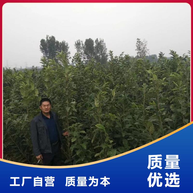 【板栗苗0中间商差价】