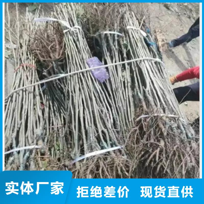 蓝莓苗-视频-蓝莓苗-甘肃省金昌市庆阳|嘉峪关|天水|白银|甘南该地供应商