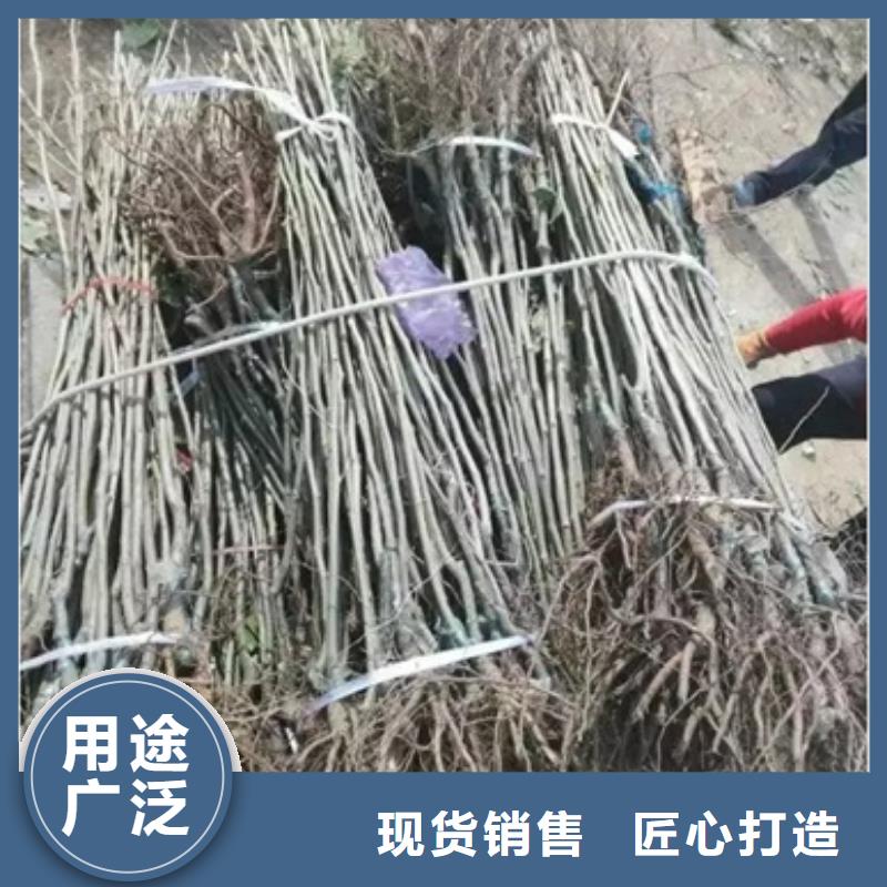 蓝莓苗视频-西固|七里河|嘉峪关|陇南|平凉|定西|酒泉|天水兴海蓝莓苗_ 兴海苗木种植社(兰州市分公司)