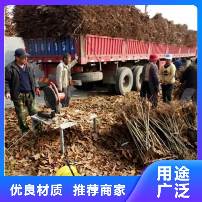板栗苗桃树苗厂家销售