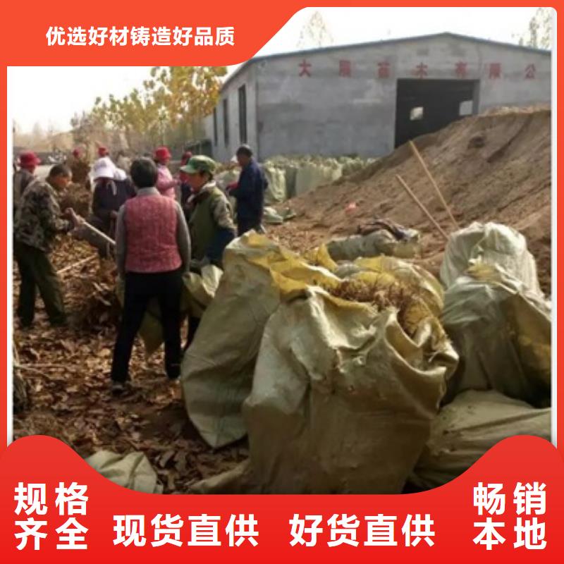 蓝莓苗-视频-蓝莓苗-甘肃省金昌市庆阳|嘉峪关|天水|白银|甘南该地供应商
