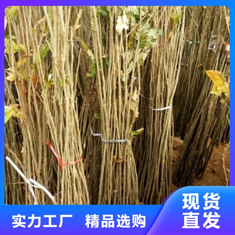 蓝莓苗-视频-蓝莓苗(兴海)覆盖地域新疆克拉玛依市乌鲁木齐|伊犁